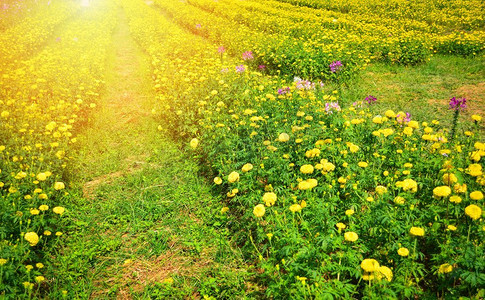 黄色的花朵盛开春夏多彩的花园/美丽的万寿菊花田