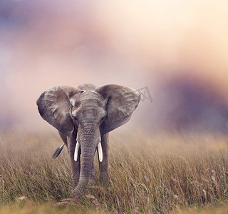 非洲大象走在草原