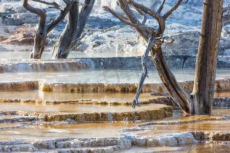 美国黄石公园的猛犸温泉