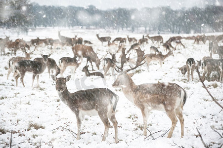 休旅鹿在森林景观在冬天与雪在地面上在大雪风暴