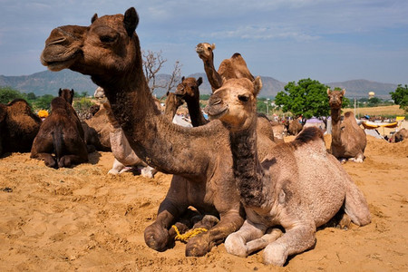 印度拉贾斯坦邦普什卡尔市著名旅游景点普什卡尔梅拉·普什卡骆驼展上的骆驼。印度普什卡·梅拉·普什卡骆驼展上的骆驼