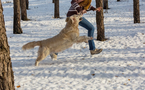 狗猎犬在冬季森林