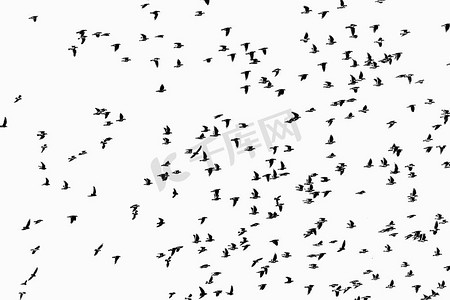 鸽子剪影摄影照片_一群鸟的轮廓在白色背景孤立