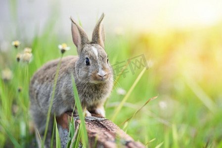 兔子坐在砖和绿色领域春天草甸/复活节兔子狩猎节日在草和花户外自然 
