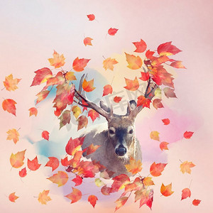 鹿肖像秋天的叶子秋天的概念。