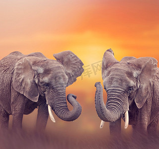 非洲大象走在草原在日落
