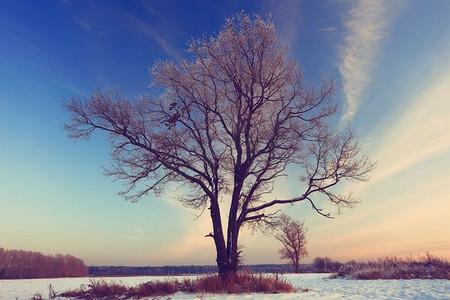 天地盖盒摄影照片_冬天地里的树