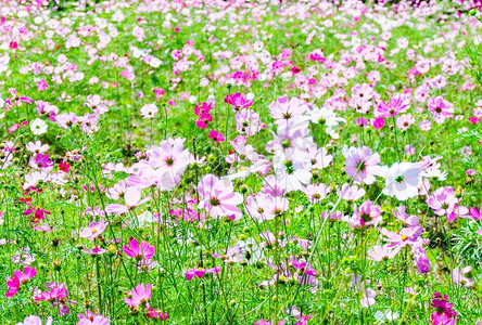 春暖花开的田野/五彩缤纷的宇宙绽放在美丽的花园花丛中