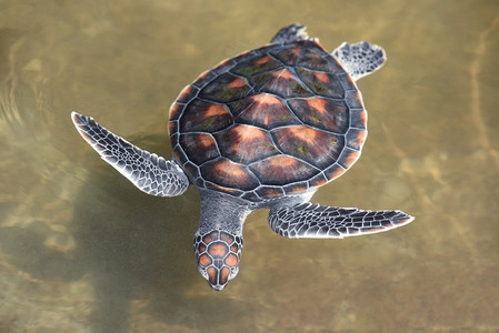 绿海龟养殖场和池塘游泳/犀鸟海龟小