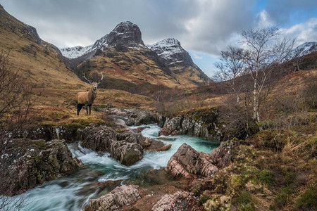 红鹿的合成图像在苏格兰高地在冬季与河科在前景