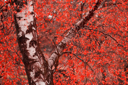 超现实主义色彩交替生机勃勃的森林林地秋季景观