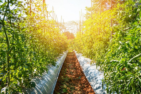 绿色番茄植物在园艺园农业—美丽和新鲜的番茄藤生长在灌木丛蔬菜 