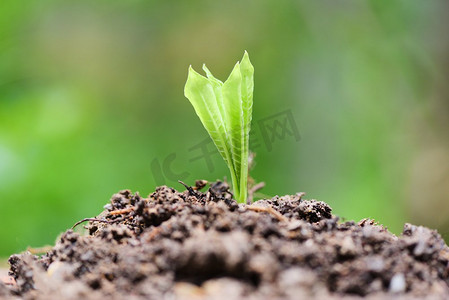 在中性绿色背景的幼植物生长/农业新植物播种生长在土壤在花园里
