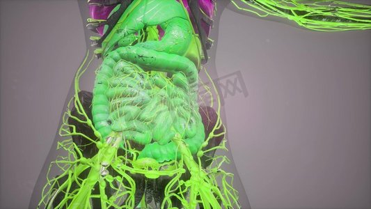 所有器官的人体解剖图绿鬣蜥一种美洲蜥蜴