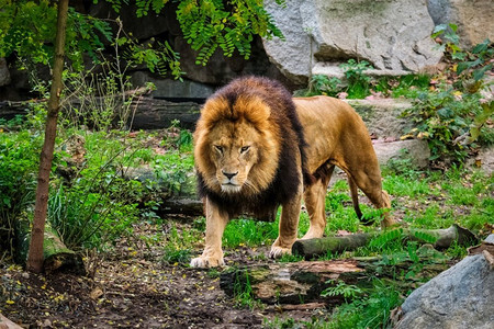 猫和老鼠的狮子摄影照片_非洲狮子Panthera狮子在丛林森林。狮子在丛林森林在性质
