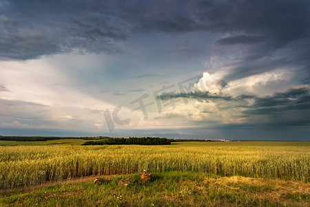 暴风雨般的乌云笼罩着田野。麦田上空的雷暴。白俄罗斯，欧洲的农村景象