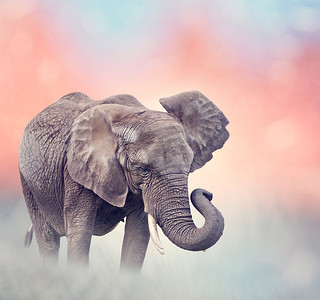 非洲大象走在草原在日落