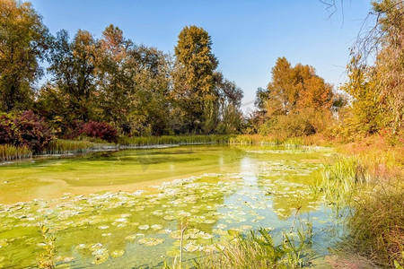 被秋树环绕的绿色池塘