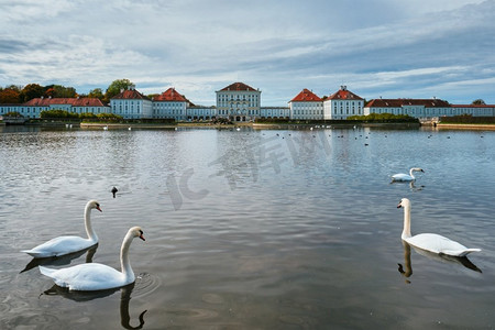 天鹅喷泉摄影照片_天鹅在宁芬堡宫殿前的池塘里。慕尼黑，巴伐利亚，德国。天鹅在宁芬堡宫附近的池塘。慕尼黑，德国
