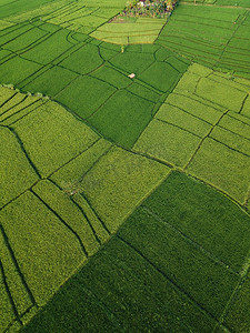 鸟瞰稻田在白天时间，巴厘岛，印度尼西亚