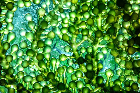 vi手册应用系统模板摄影照片_光生物反应器在实验室藻类燃料生物燃料工业中的应用。藻类燃料o