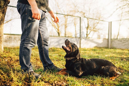 男犬儒学家带着服务犬，在外面训练。主人与他的顺从宠物户外，猎犬家畜