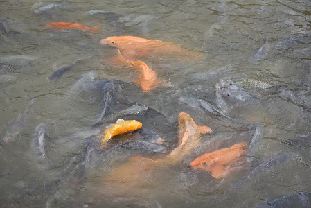 亚洲大陆摄影照片_淡水鱼养殖场/鲤鱼、罗非鱼或橘子鱼和在水面池塘觅食的鲶鱼