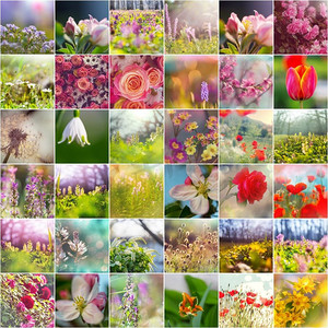 花卉主题摄影照片_不同的花卉收藏。春天主题集。