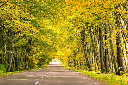 森林里的秋路。国家公园里的浪漫小巷，五颜六色的树木和阳光。秋季自然背景
