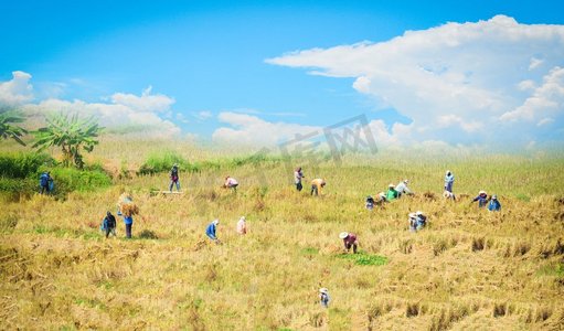 氢氧结合摄影照片_工作在领域农业的农民的亚洲组收获稻植物与蓝天背景 