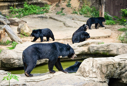 亚洲黑熊生活在国家公园水池附近