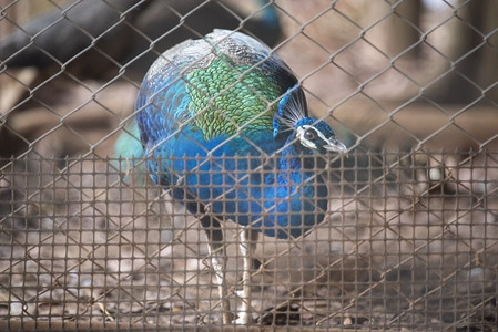 野生动物园摄影照片_孔雀在笼子里，五颜六色的鸟