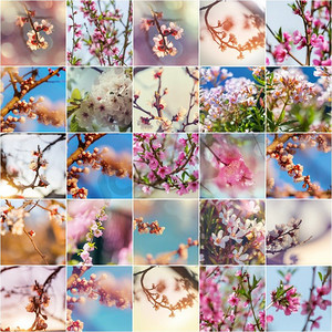 春天的花园拼贴画，盛开的树和鲜花设置。春天的概念。