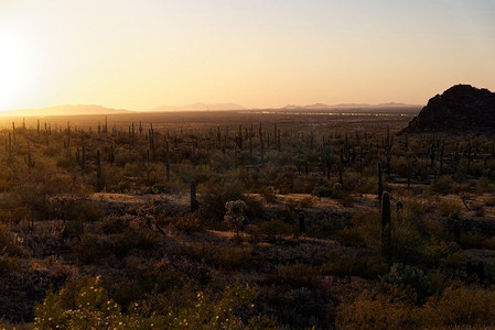 亚利桑那州皮卡乔峰州立公园附近的Saguaro仙人掌。10号州际公路背景可见