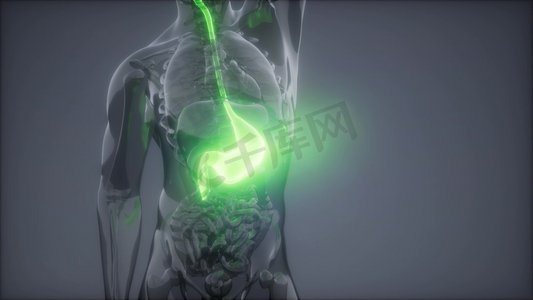 人体胃部发光的科学解剖扫描人体胃放射学检查