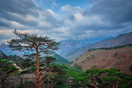 魏轻和岳山摄影照片_松树在雪岳山国家公园在暴风雨天气，韩国。韩国Seoraksan National Park