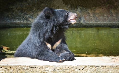 亚洲黑熊夏天在水池里放松