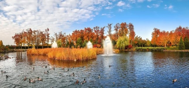 秋天公园里的鸭子在池塘里游泳。十月的森林和湖中的鸟儿，背景是橙色和黄色的树叶