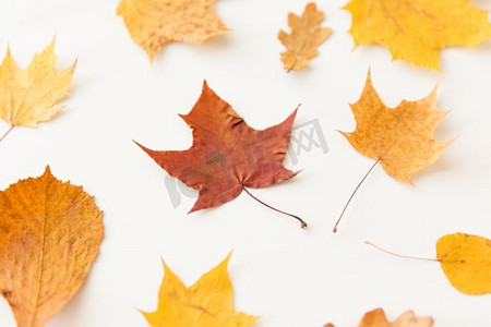 不同的树摄影照片_自然，季节和植物概念—不同的干燥秋天叶子在白色背景。干燥秋天叶子在白色背景