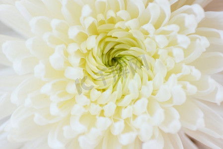 关闭白色花朵菊花纹理背景