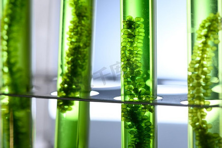 生物技术实验室中的藻类生物燃料管，实验室中的光生物反应器