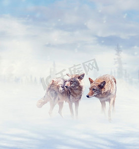 两只土狼在冬天的雪中行走