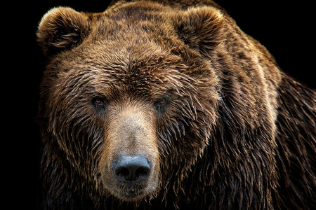 在黑色背景孤立的棕熊正面视图。Kamchatka bear（Ursus arctos beringianus）