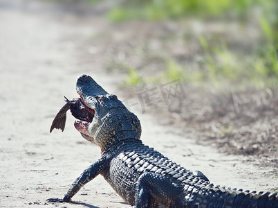 牛头外形摄影照片_美洲短吻鳄在小径上吃一条大的黑色牛头鲶鱼