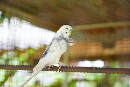 白色鹦鹉宠物鸟或鹦鹉鹦鹉常见在笼子在鸟场