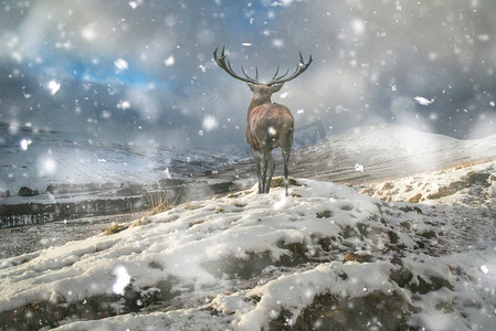 美丽的红鹿在雪覆盖的山脉冬季景观在大雪风暴