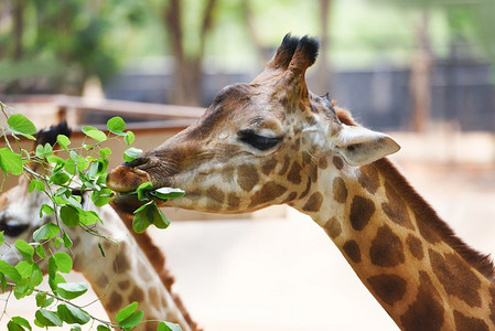 长颈鹿吃的叶子/一只长颈鹿的特写非洲在国家公园