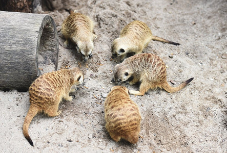 沙漠哨兵猫鼬/一群吃沙子的猫鼬