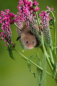 可爱的收获小鼠micromys minutus在红色花卉叶子与中性绿色自然背景