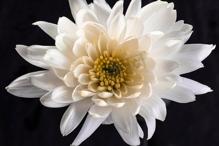 美丽的宏观白色花2
